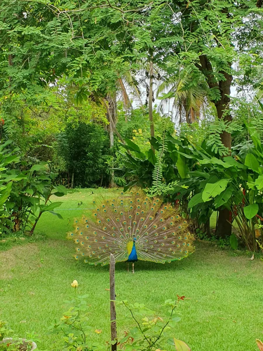 Pavão no Jardim